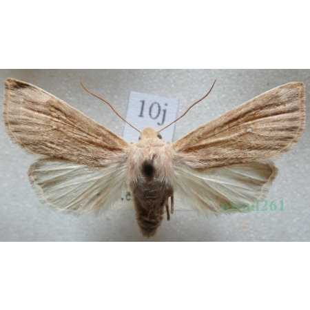 Xanthia ocellaris (Borkhausen, 1792) female Ozimica oczatka Czech10j